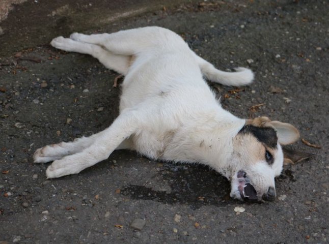 В Ужгороді отруїли собаку 
