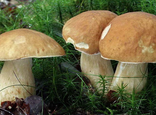 Сезон грибів на Закарпатті: ціни та поради лікарів