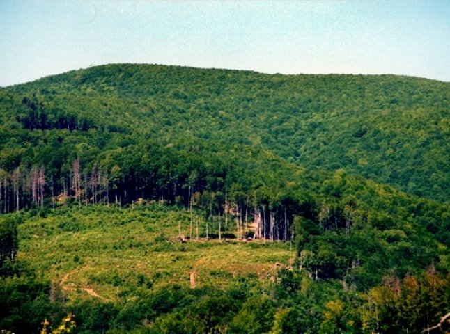 Власти Закарпатья решила, что лесов на территории области вырубают мало