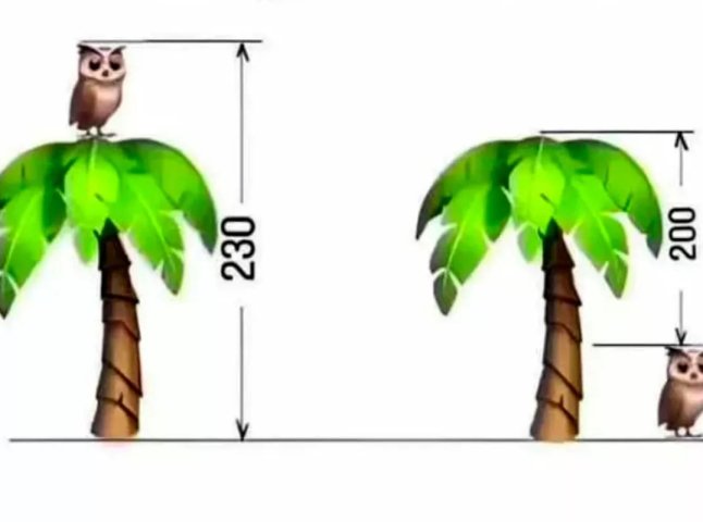 Зарядка для мозку: спробуйте порахувати висоту дерева за 20 секунд
