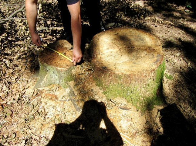 На Мукачівщині невідомі вирубали півсотні дубів. Активісти викликали поліцію