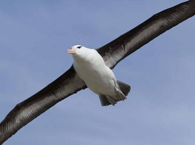 Дива природи: на Закарпатті помітили птаха, який водиться на океанічних просторах