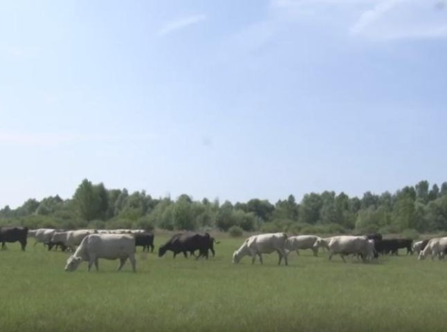 На Ужгородщині вирощують дорогих корів з Європи
