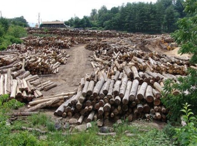 Закарпатські підприємства самовільно вирубали ліс загальною масою 33 куб.м