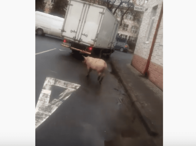 Вулицями Мукачева бігала свиня. Оприлюднено відео