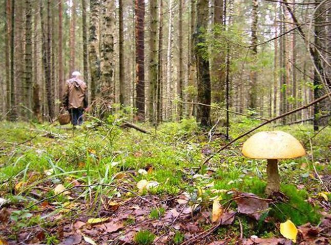 У лісах Міжгірщини заблукало семеро грибників