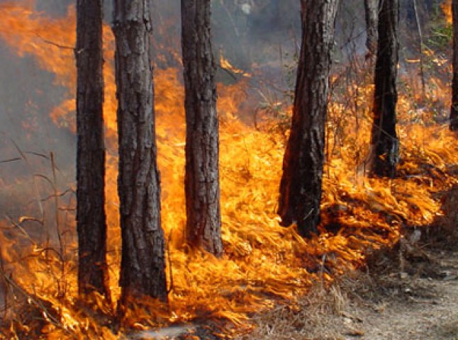 На території Воловецького лісового господарства сталася пожежа