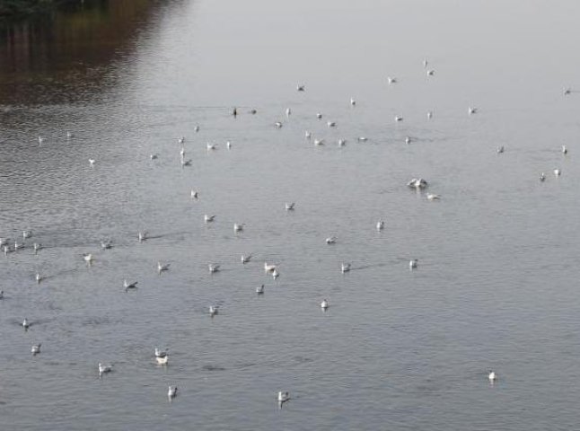 Білі птахи заполонили річку Уж 