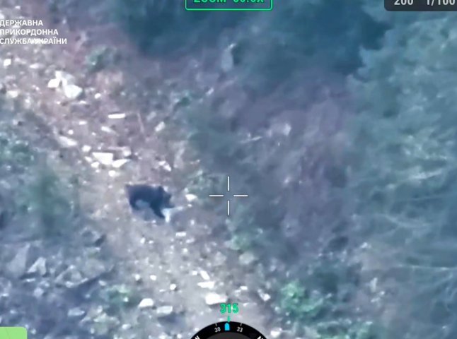 Зустрічі з ним варто оминати: показано відео, як у горах Закарпаття розгулює ведмідь Зустрічі з ним варто оминати: показано відео, як у горах Закарпаття розгулює ведмідь