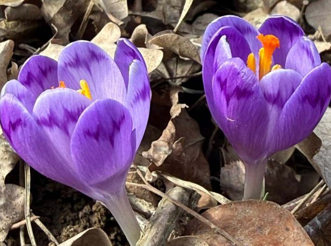 На Закарпатті почали цвісти шафрани та з’явились перші підсніжники