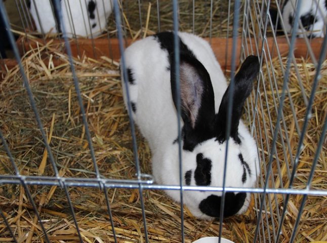 Цими вихідними в Ужгороді відбудеться виставка кролів