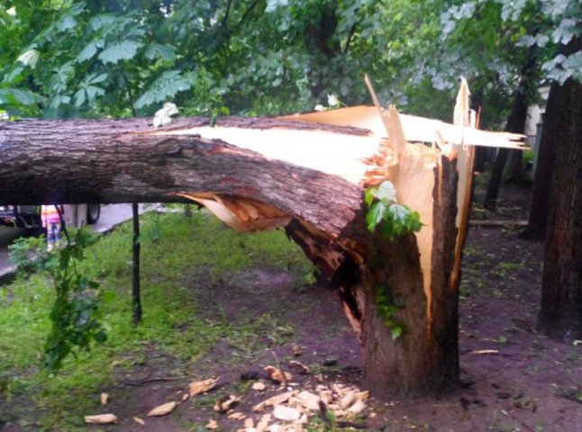 В Ужгороді прооперували 12-річну школярку, на яку сьогодні впало дерево