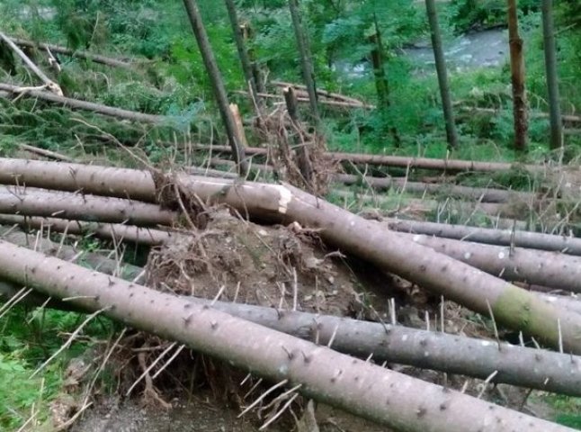 Буревій на Рахівщині: села знеструмлені, шквальні пориви вітру спричинили деревопад, пошкодили покрівлі