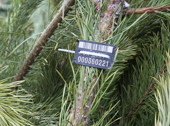 Закарпатські лісівники дали поради, де купити новорічне деревце та як це зробити законно