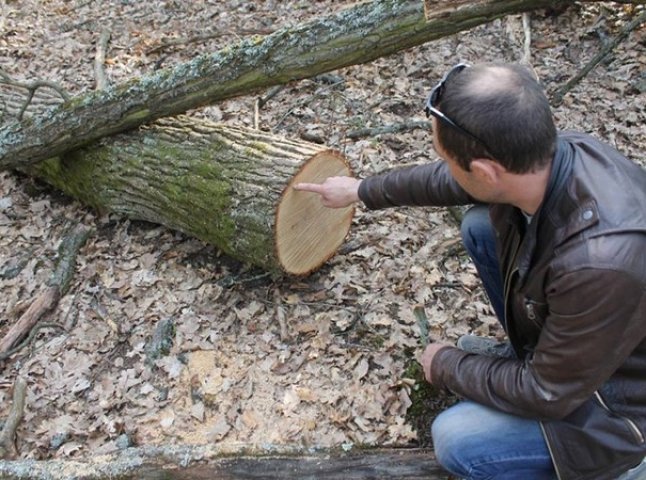 Активісти Народної Ради Мукачева знайшли на Шипці факт самовільної вирубки лісу (ФОТО)