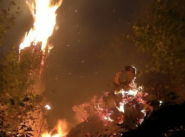 Велика пожежа на Закарпатті: рятувальники та місцеве населення всю ніч гасили вогонь