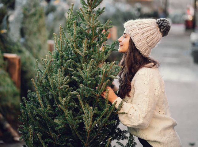 Почався продаж новорічних ялинок: яка ціна за 1 метр деревця