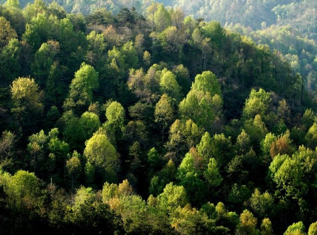 В області висадять близько 10 мільйонів саджанців дерев