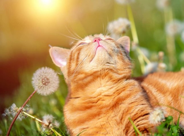 Синоптики повідомили, з якого числа прийде відчутне весняне потепління