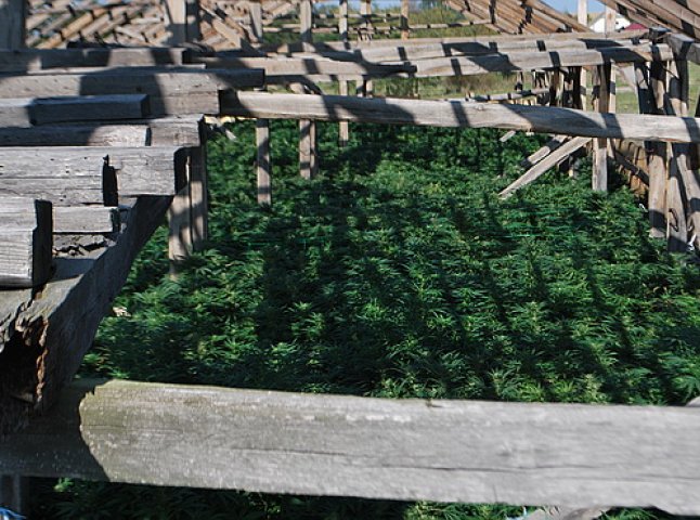 У одному із сіл Берегівщини правоохоронці знайшли велику плантацію конопель (ФОТО)