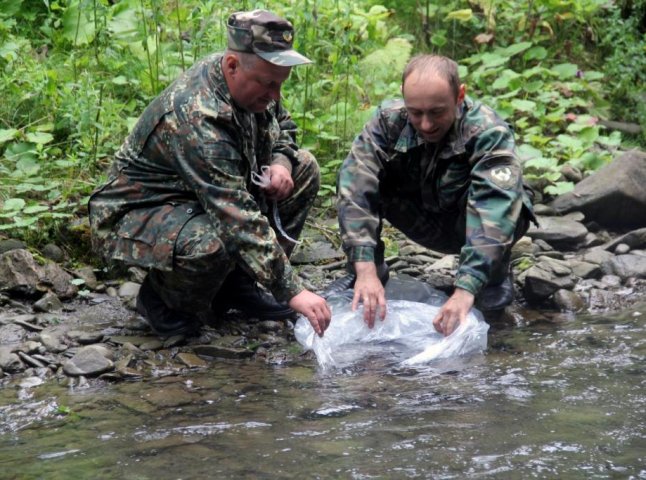 У Карпатському біосферному заповіднику розпочали зариблювати гірські потоки