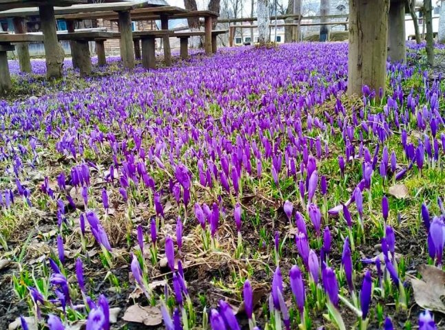 У мережі показали неймовірні фото квітучого поля у Колочаві