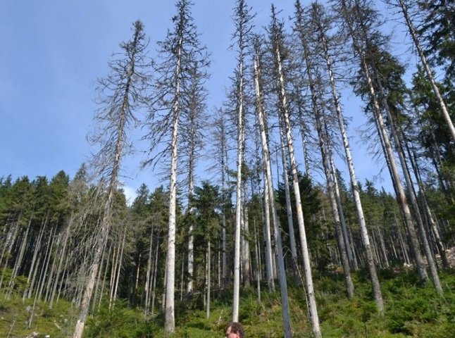 Лісівники Закарпаття обговорили питання вирощування посадкового матеріалу й лісовідновлення