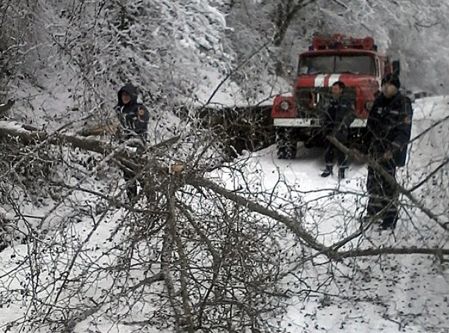 Великий снігопад спричинив падіння дерева на ділянку дороги Перечин-Свалява (ФОТО)