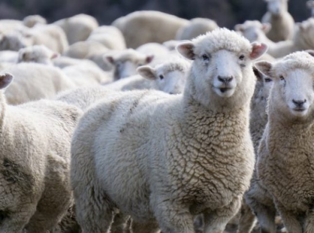 На Закарпатті обирали найспритнішу та найкрасивішу вівцю