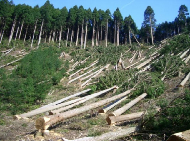 На Хустщині лісгосп заплатить майже 90 тисяч гривень збитків від самовільної рубки лісу