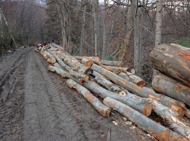 Прокуратура розпочала кримінальне провадження за фактами незаконної вирубки лісу