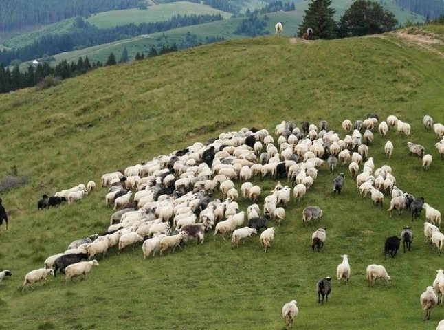 На Тячівщині святково проводжатимуть вівчарів на полонину