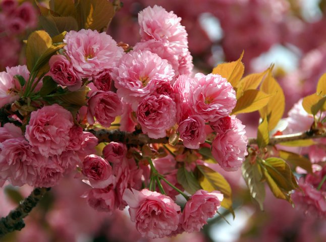 За цвітінням сакур Закарпаття можна буде спостерігати у Фейсбуці