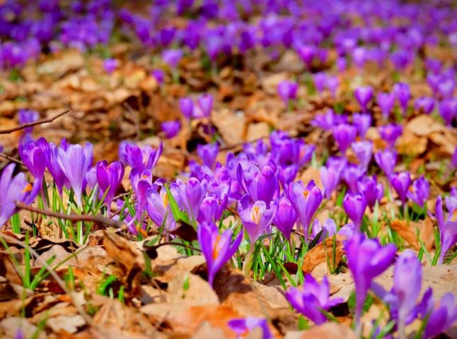 Коли очікують пік цвітіння шафранів на Закарпатті