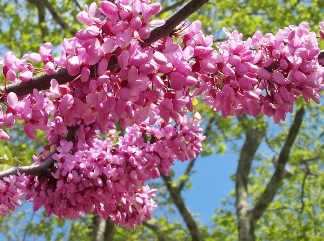 Іудине дерево квітне в Ужгороді