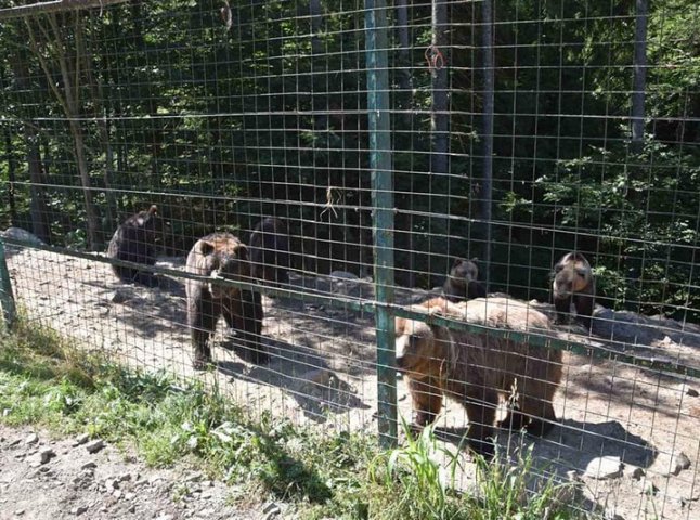 У реабілітаційний центр бурих ведмедів привезли двох нових мешканців