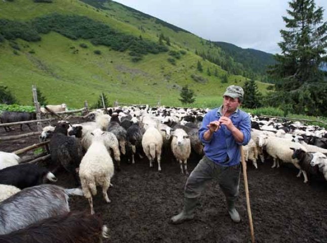На Хустщині урочисто проводжатимуть вівчарів на полонину