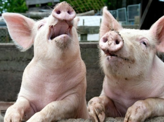 4500 свиней доведеться знищити у Вилоці через спалах небезпечної хвороби
