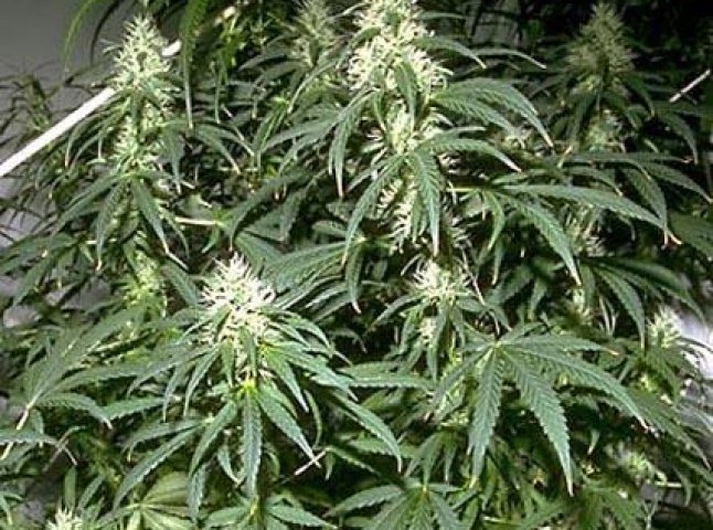 Подружжя з Мукачева виростило  5 кілограмів марихуани