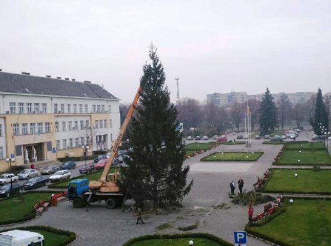 Головна ялинка Закарпаття цьогоріч буде із так званого "ватиканського резерву"