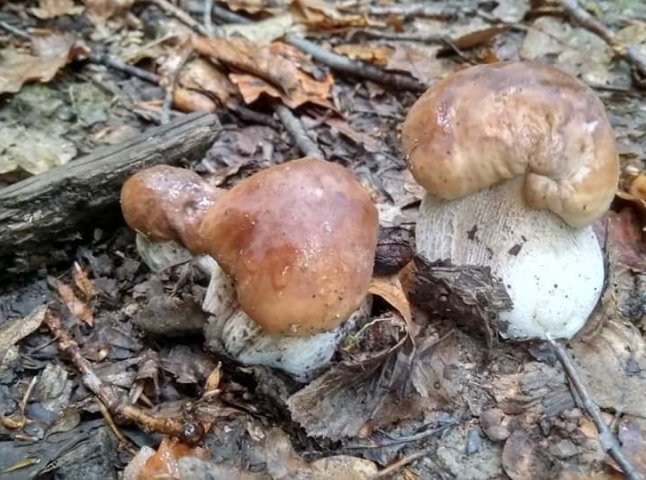 Закарпатець похвалився у соцмережі білими грибами, які назбирав сьогодні