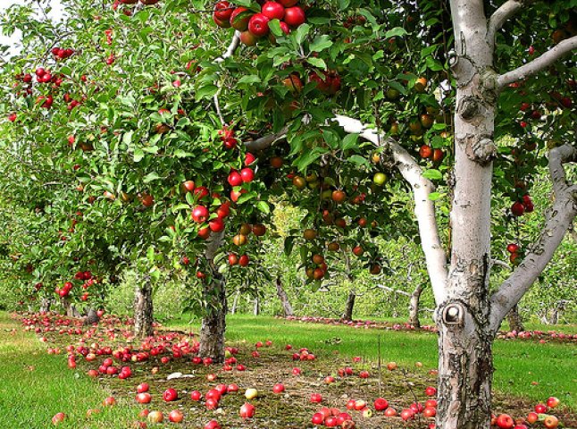 На розвиток садівництва у Закарпатті виділять три мільйони гривень