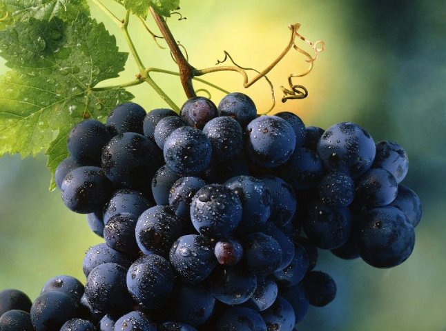 В Ужгороді обговорили питання розвитку виноградарства у Закарпатті