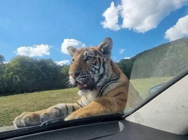 Тигра, який начебто втік у Словаччину, виявили на Закарпатті