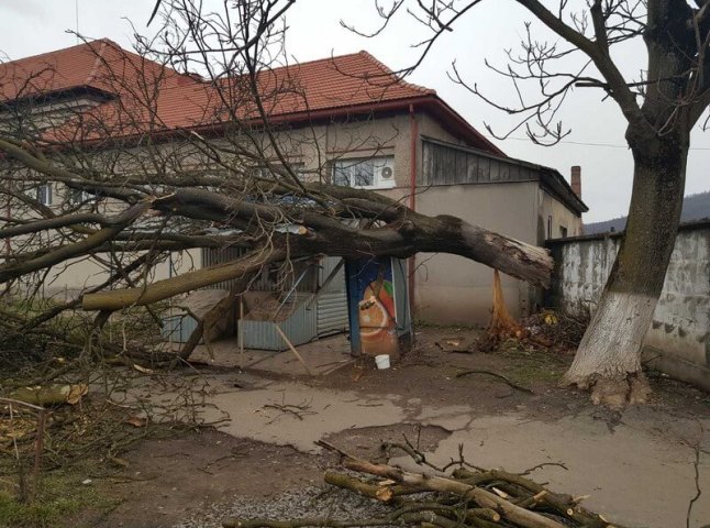 Через сильні пориви вітру дерево впало на торговельний ларьок