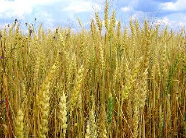 Цьогоріч на Закарпатті було вирощено 256 тисяч тонн зерна