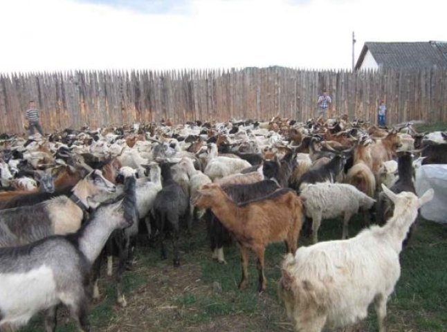 Жителі Горінчова урочисто провели вівчарів на полонину