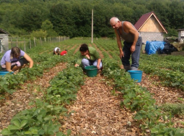 На Виноградівщині люди бідкаються: урожай полуниці цього року видався не надто вдалим