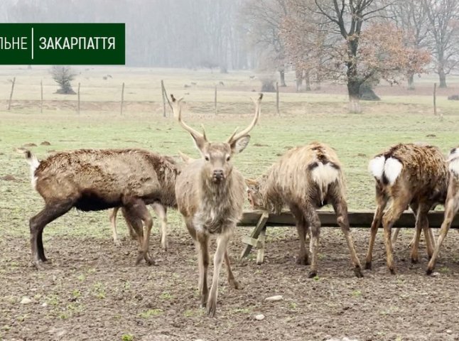 На Закарпатті знаходиться єдина в Україні ферма плямистих оленів