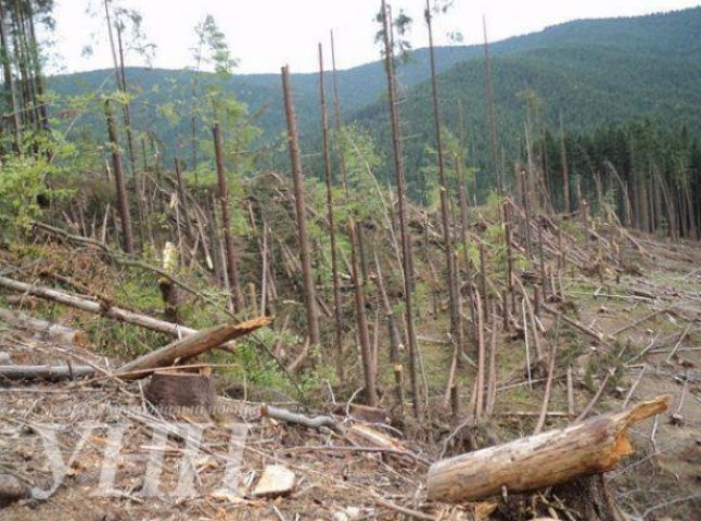На Закарпатті буревій повалив 300 га лісу
